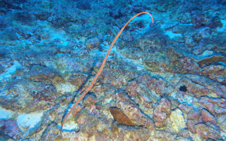 橘红柔鞭珊瑚Viminella flagellum (Johnson, 1863)