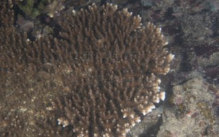 短小鹿角珊瑚Acropora sarmentosa (Brook, 1892)