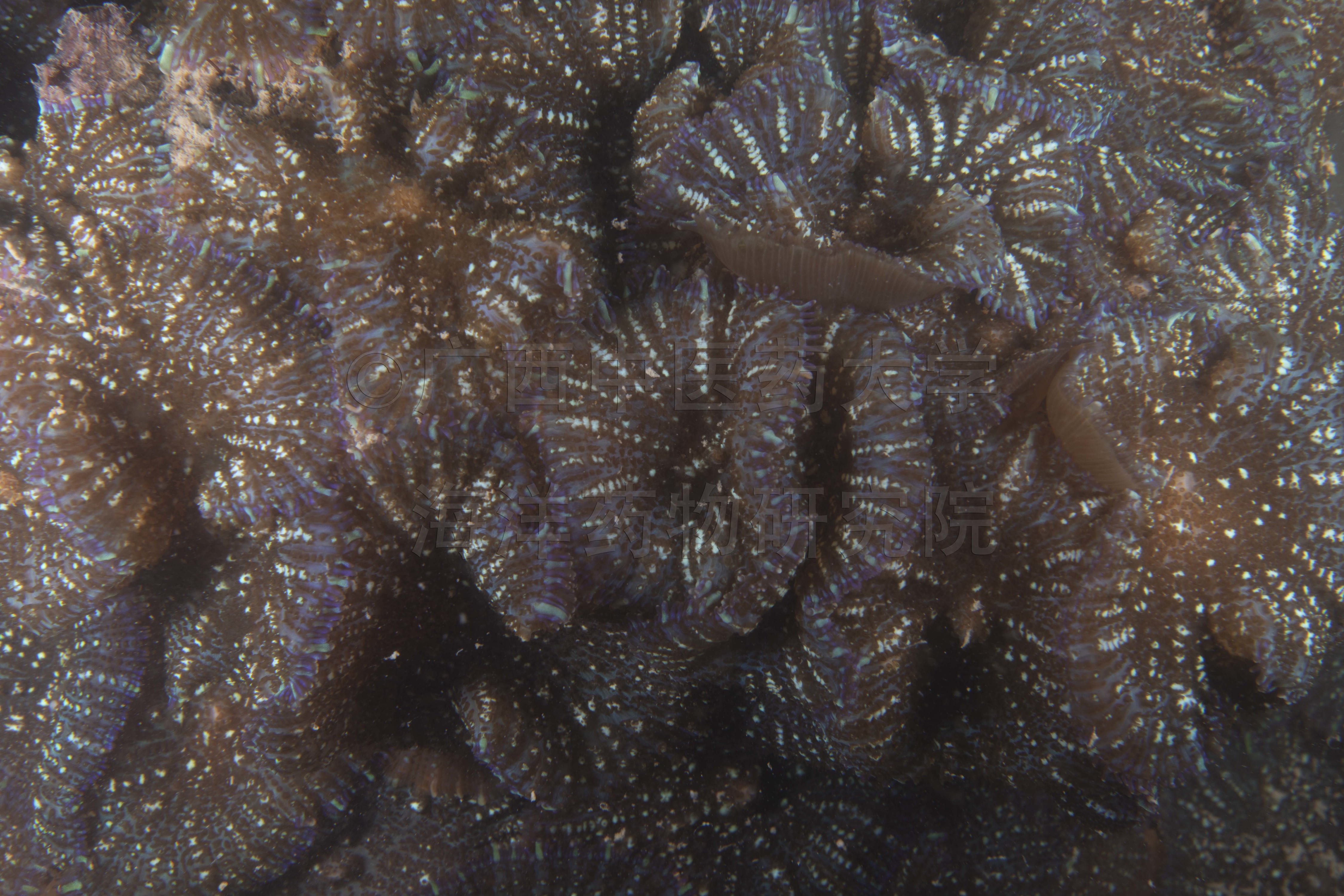 Lobophyllia corymbosa (Forskål, 1775)
